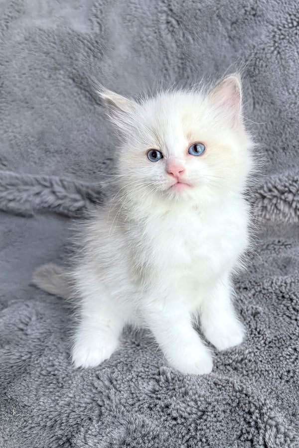 Darmian, gatito Ragdoll