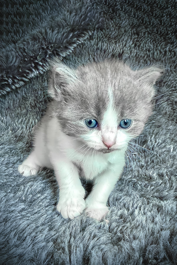 Loyal, gatito Ragdoll