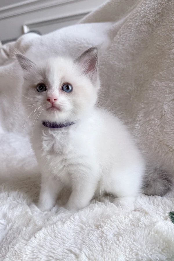 Max, gatito Ragdoll