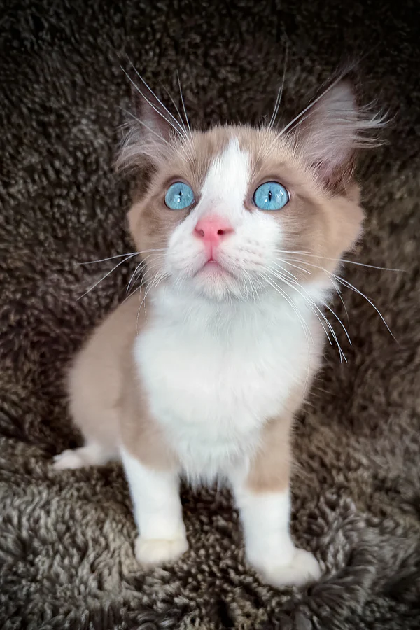 Randy, gatito Ragdoll