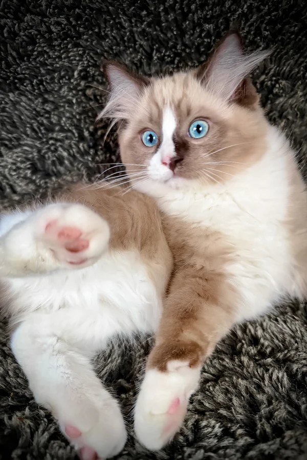 Rocky, gatito Ragdoll