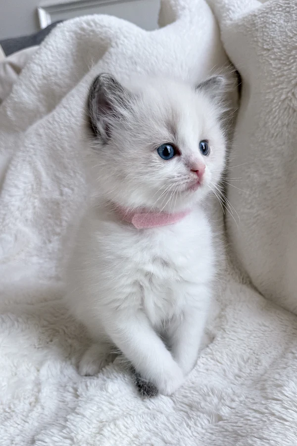 Sophia, gatito Ragdoll