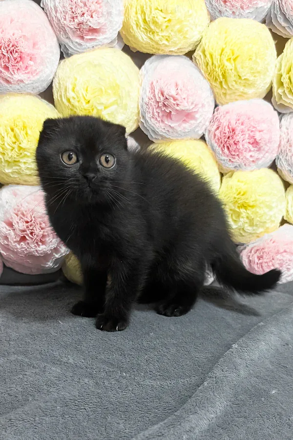 Lulu, gatito Fold Escocés