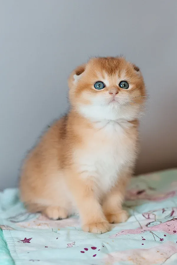 Nunu, gatito Fold Escocés