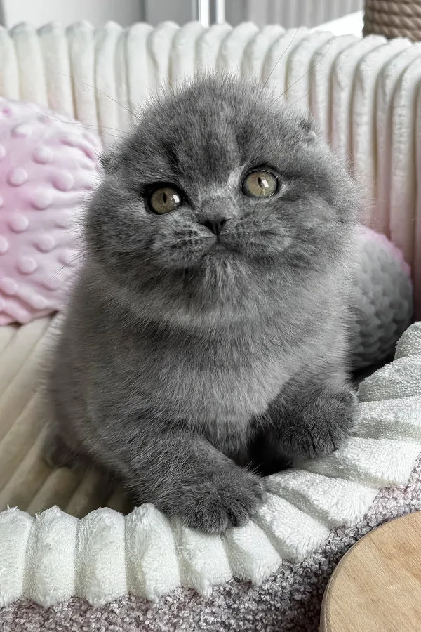 Sui, gatito Fold Escocés