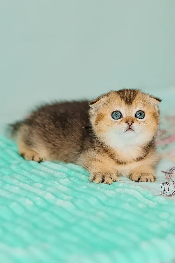 Max, gatito Fold Escocés