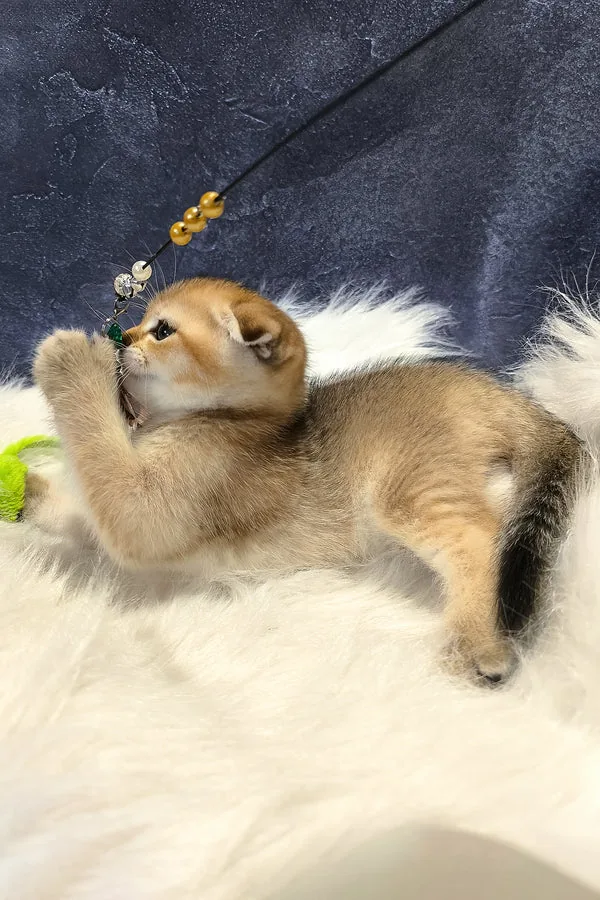 Ruru Max, gatito Fold Escocés