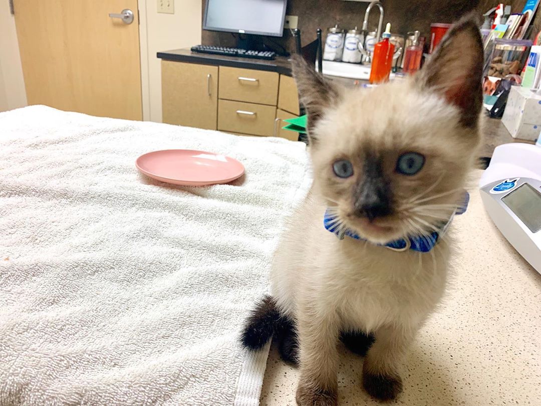 Gatito Siamés