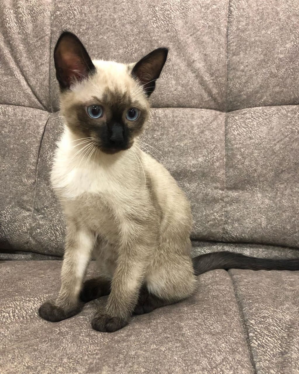 King, gatito Siamés