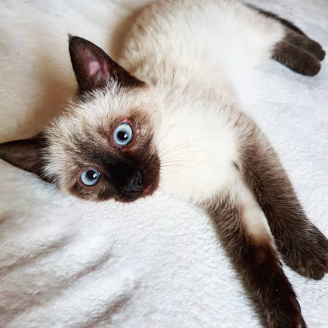 Larisa, gatito Siamés