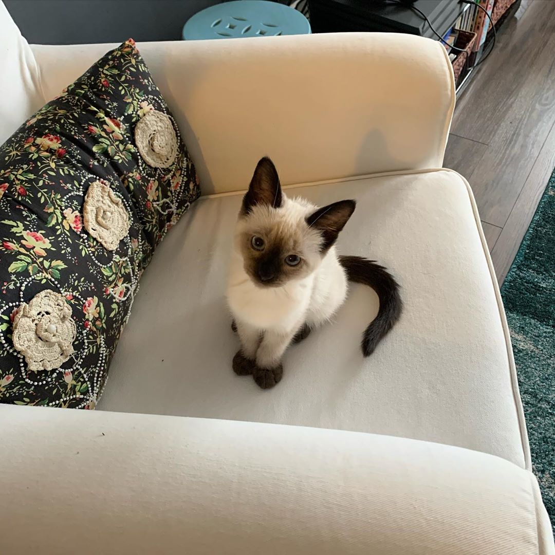 Luna, gatito Siamés