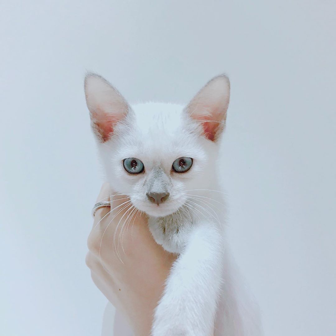 Misty, gatito Siamés