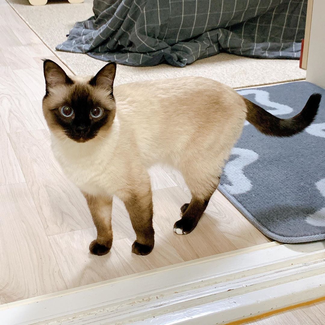 Jay, gatito Siamés