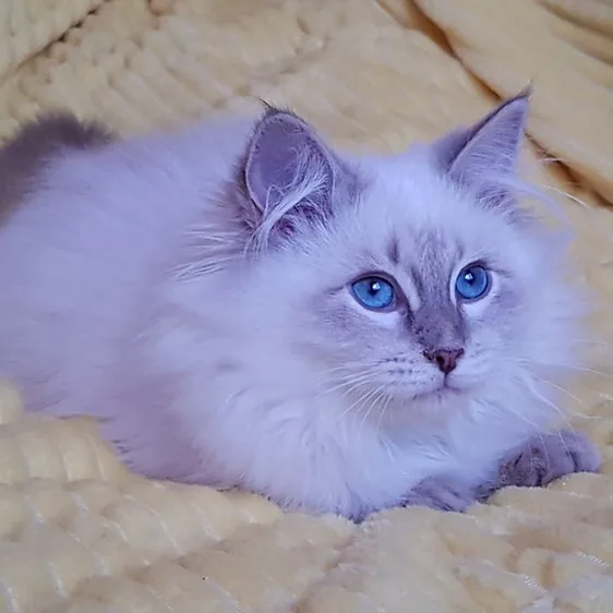 Siberiano