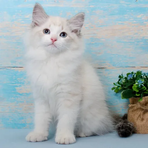 Otrada, gatito Siberiano