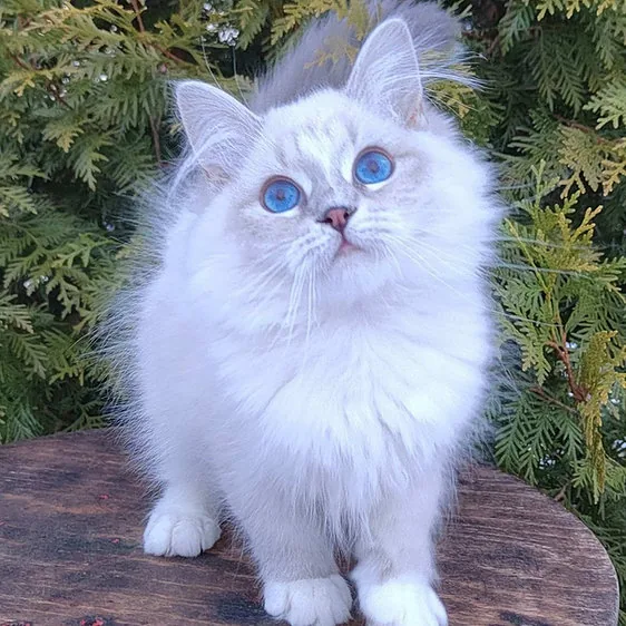 Ruslana, gatito Siberiano