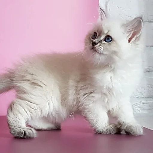 Sapphire, gatito Siberiano