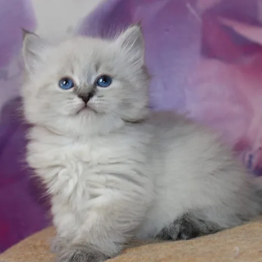 Tantra, gatito Siberiano