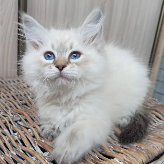 Warvara, gatito Siberiano