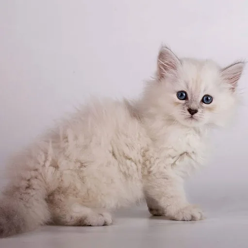 Baget, gatito Siberiano