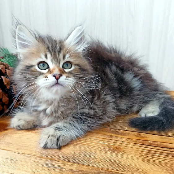 Gizmo, gatito Siberiano