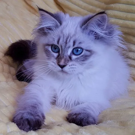 Hennesse, gatito Siberiano