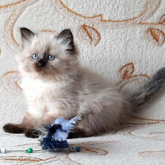 Oliver, gatito Siberiano