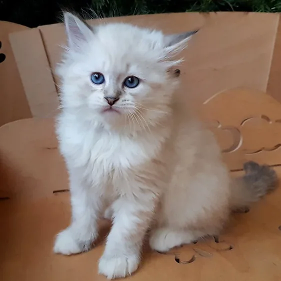 Uniss, gatito Siberiano