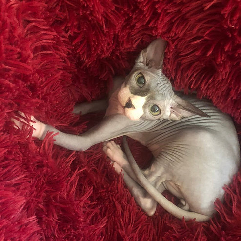Gatito Sphynx