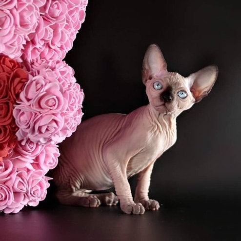 Destiny, gatito Sphynx