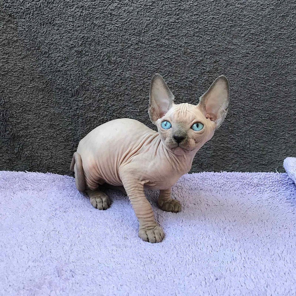 Glory, gatito Sphynx