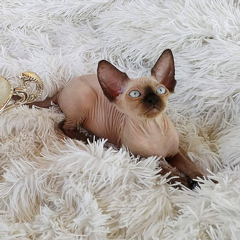 Harmony, gatito Sphynx
