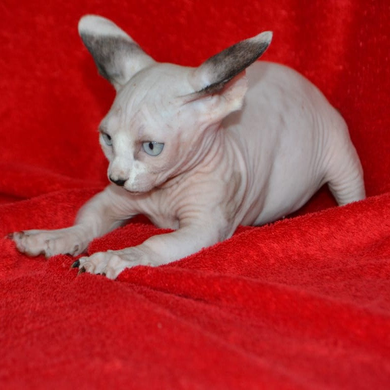 Jackson, gatito Sphynx