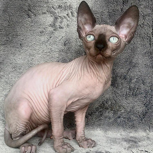 Olivia, gatito Sphynx