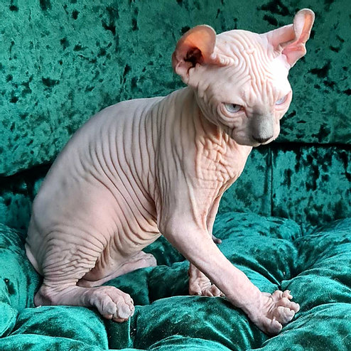 Elf, gatito Sphynx